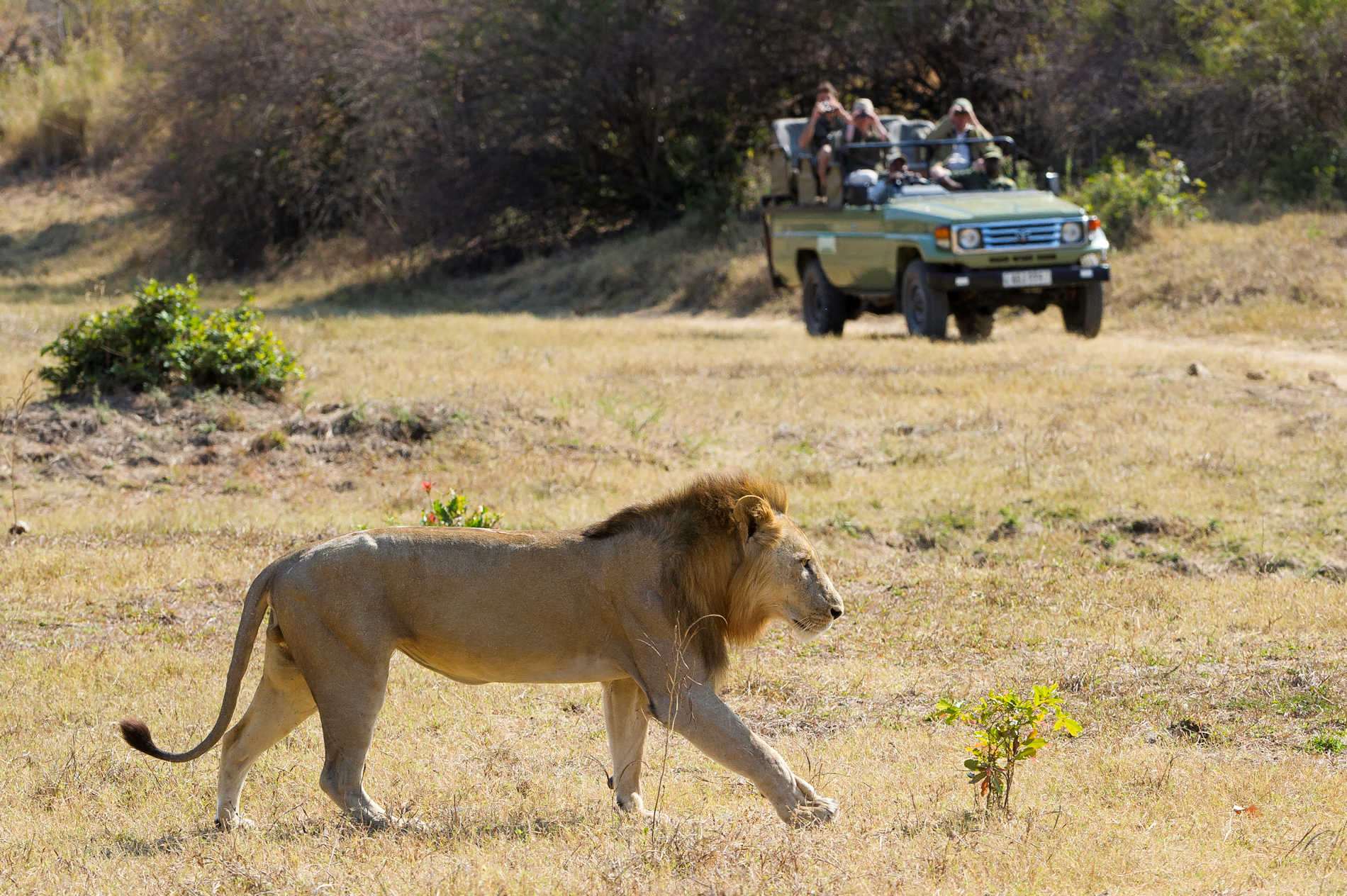 Game Drive With Lion Large