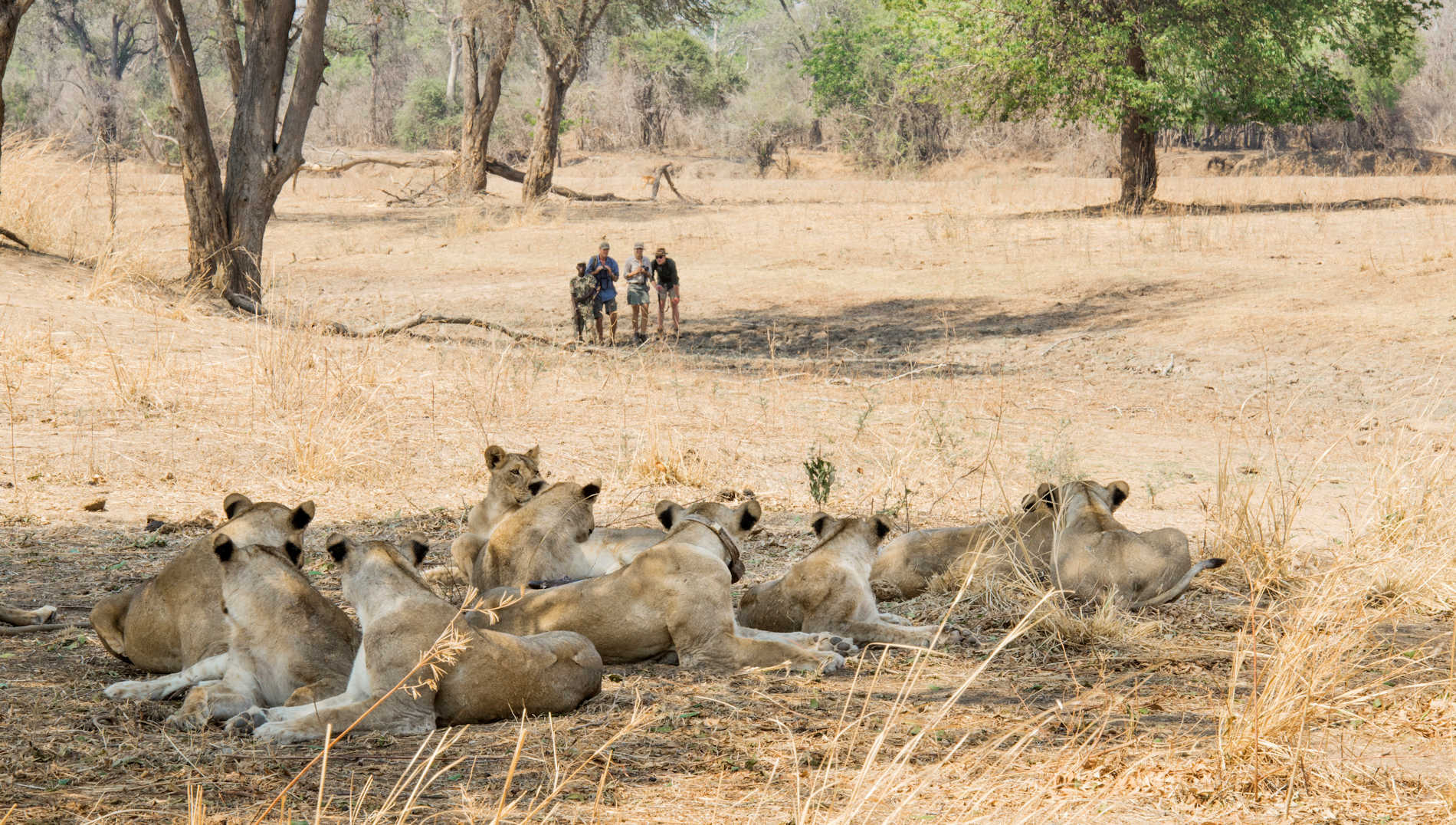 Shenton Safaris Walking Safaris 25 Lion