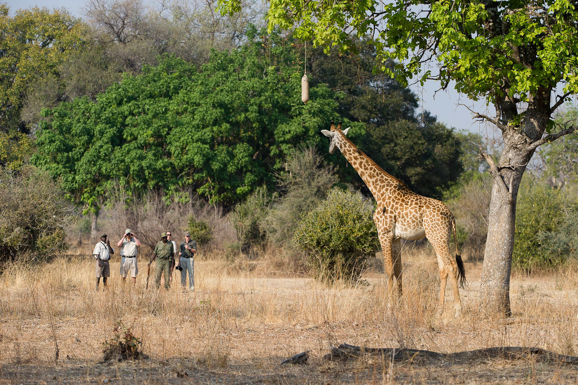 Lion Camp South Luangwa © Lion Camp (12)