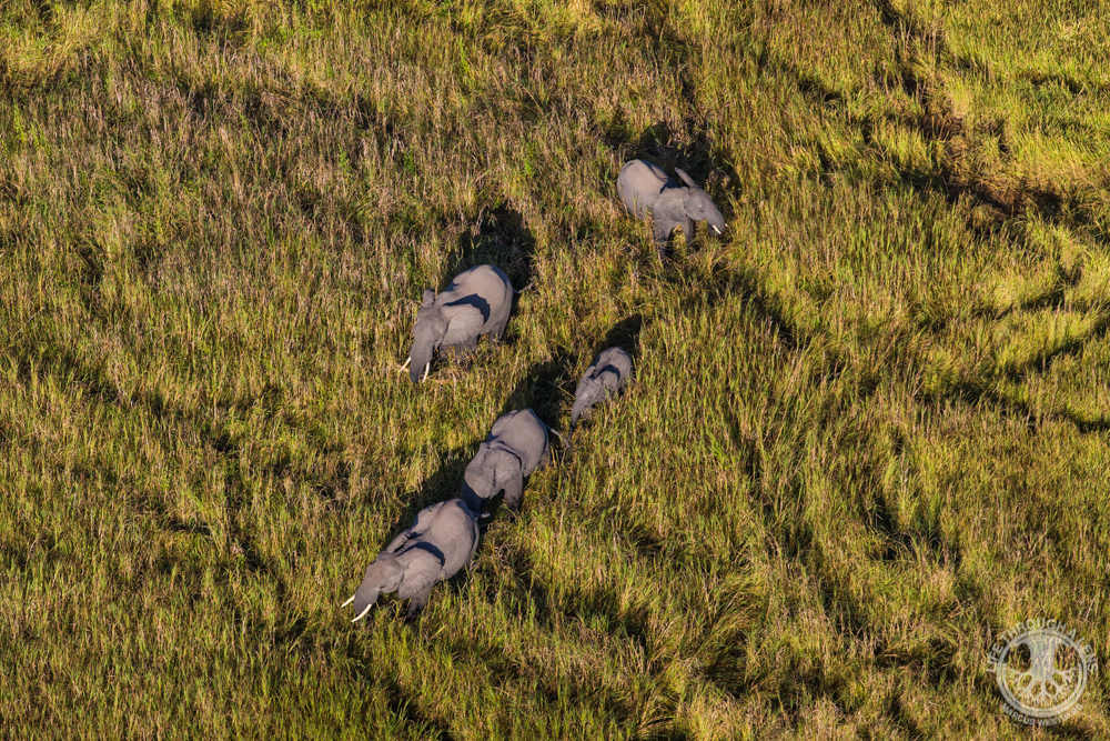 Luambe Camp South Luangwa (5)